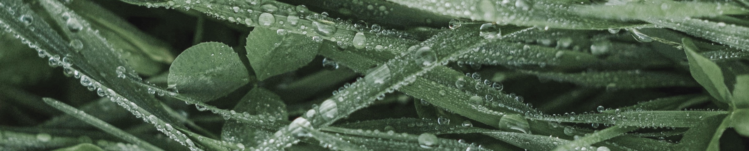 Dew drops on plant leaves