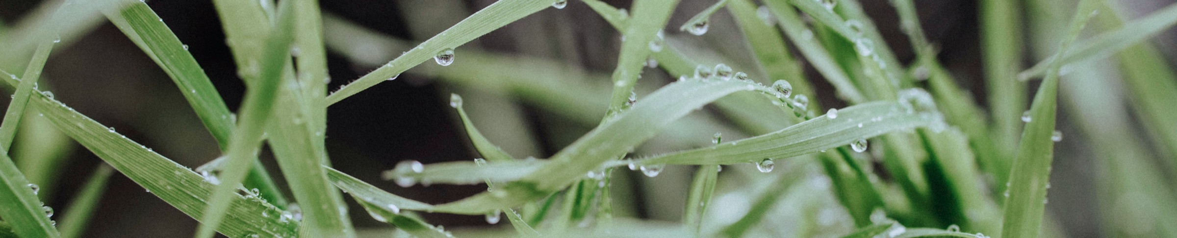 Dew drops on grass